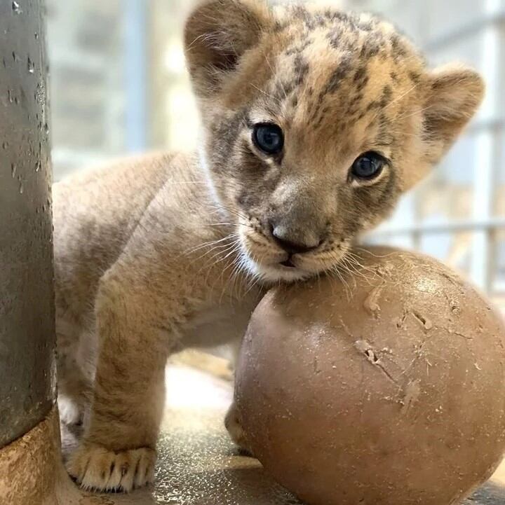 El leoncito recién nacido (Denver Zoo)