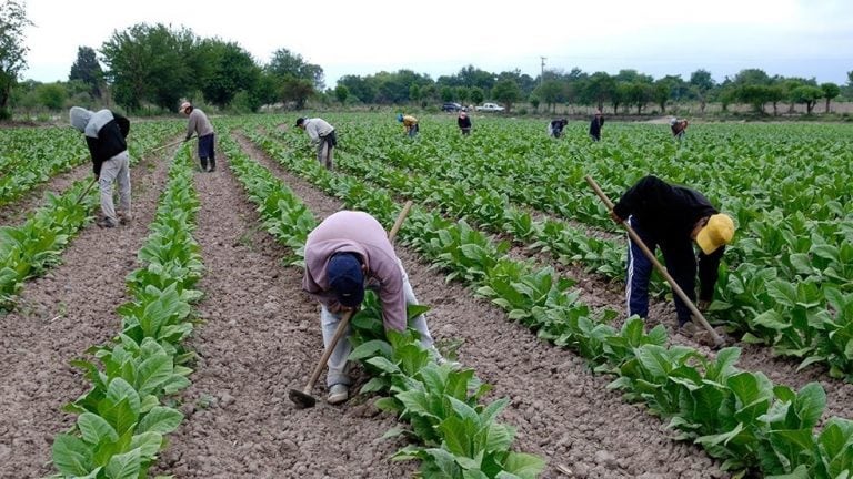 Productores tabacaleros. (CIMECO)