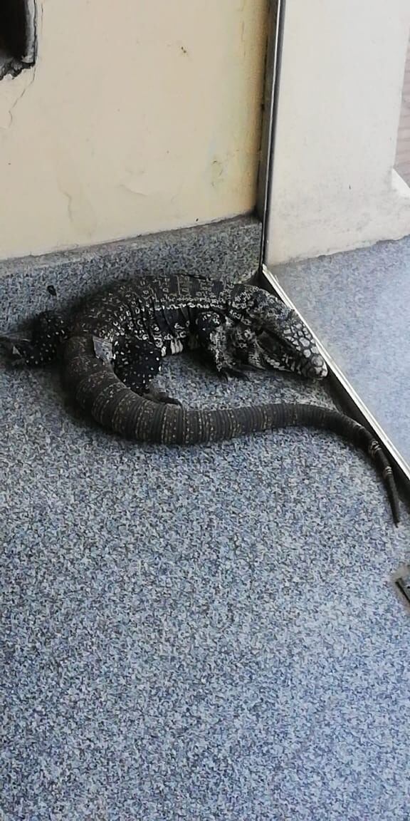 Lagarto Overo encontrado en el jardín de una casa en Azul