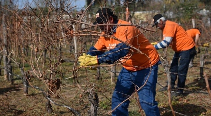 Final nacional del Concurso de Poda Profesional de Vid, realizado en Mendoza.