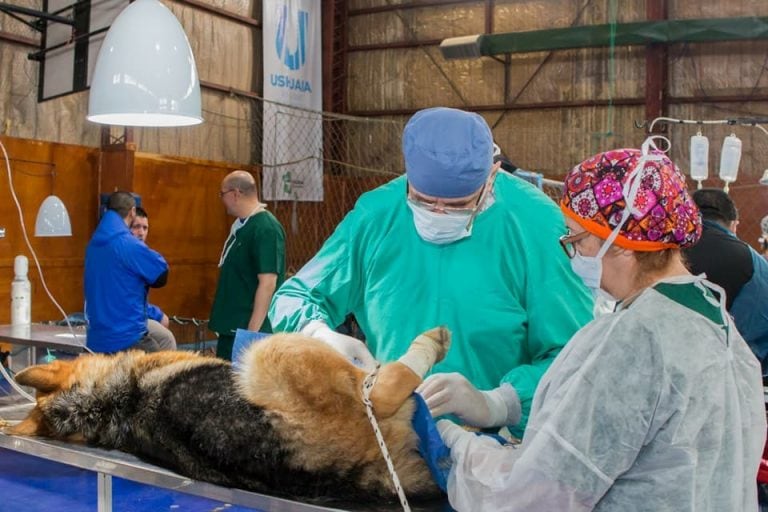 Castración Canina