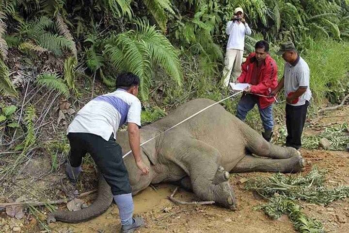 Mataron a un elefante en peligro de extinción de 70 tiros