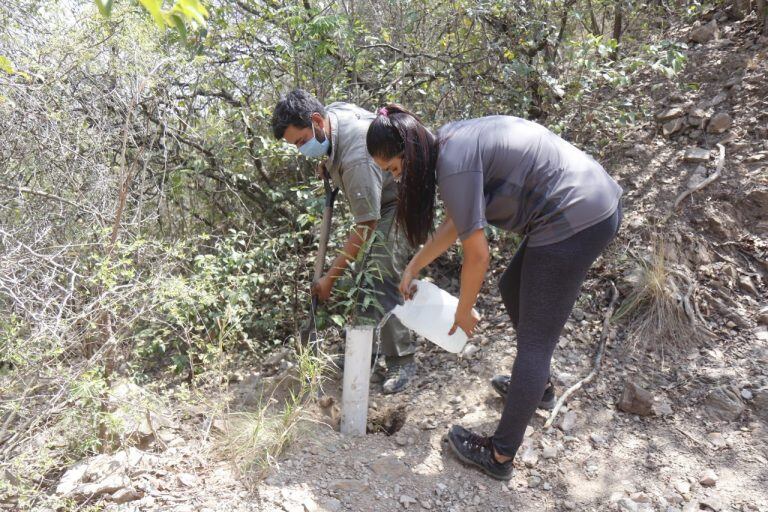 Ejemplares autóctonos plantados en el Cerro La Cruz de Villa Carlos Paz. (Foto: archivo). 