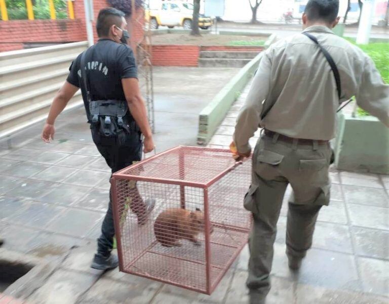 Después de su incursión por la ciudad, el ejemplar fue devuelto a su hábitat por personal del Parque Nacional de Calilegua.