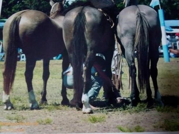 Victoria Rovetto, con 12 años, es amansadora de caballos en General Cabrera, Córdoba, y su técnica es furor en cada encuentro de animales de este tipo en el interior.