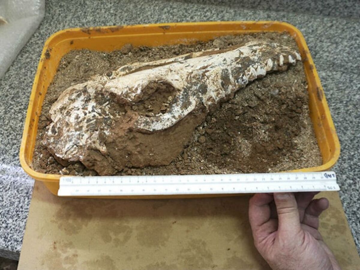 Analizan el cráneo de un fósil hallado en el oeste de Córdoba