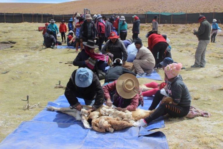 Crece año a año el volumen de fibra cosechado en los chakus en la Puna jujeña.