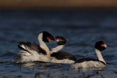 maca tobiano