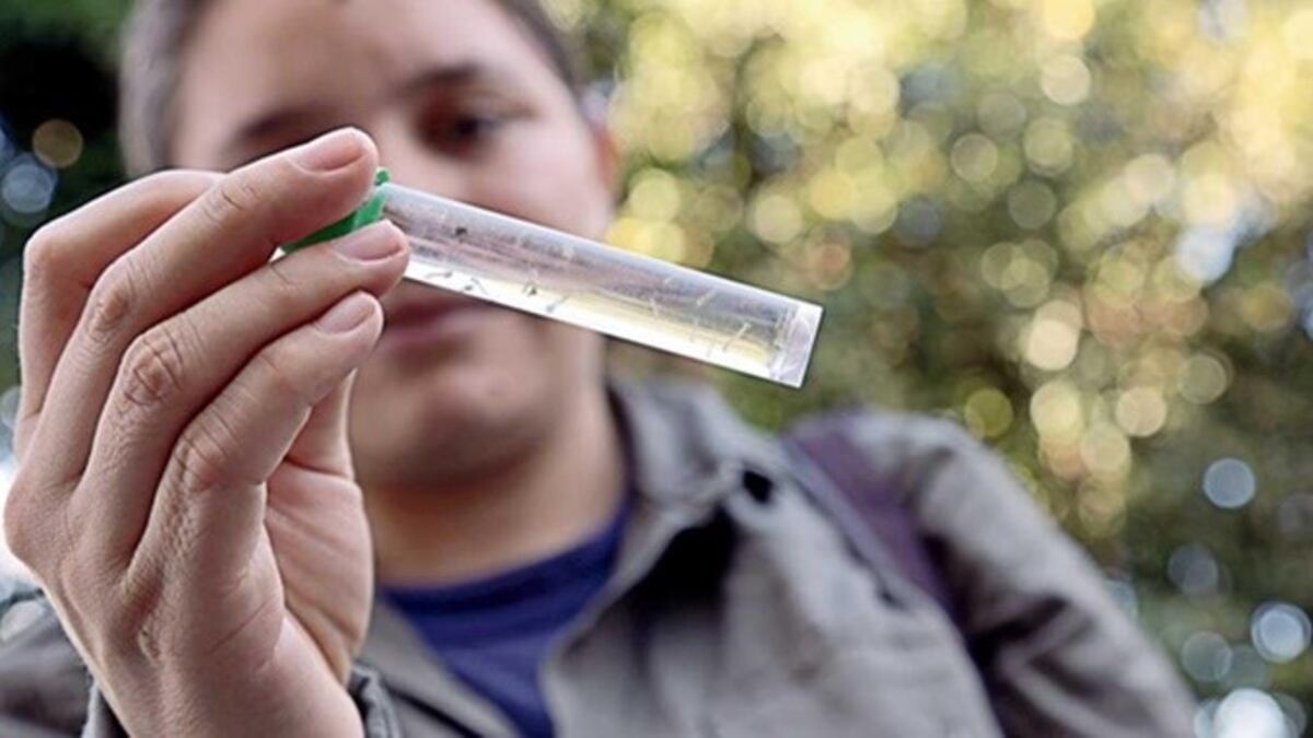 El ministro de Salud de Misiones descartó una epidemia de dengue