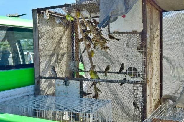 Liberación de aves en Río Cuarto.