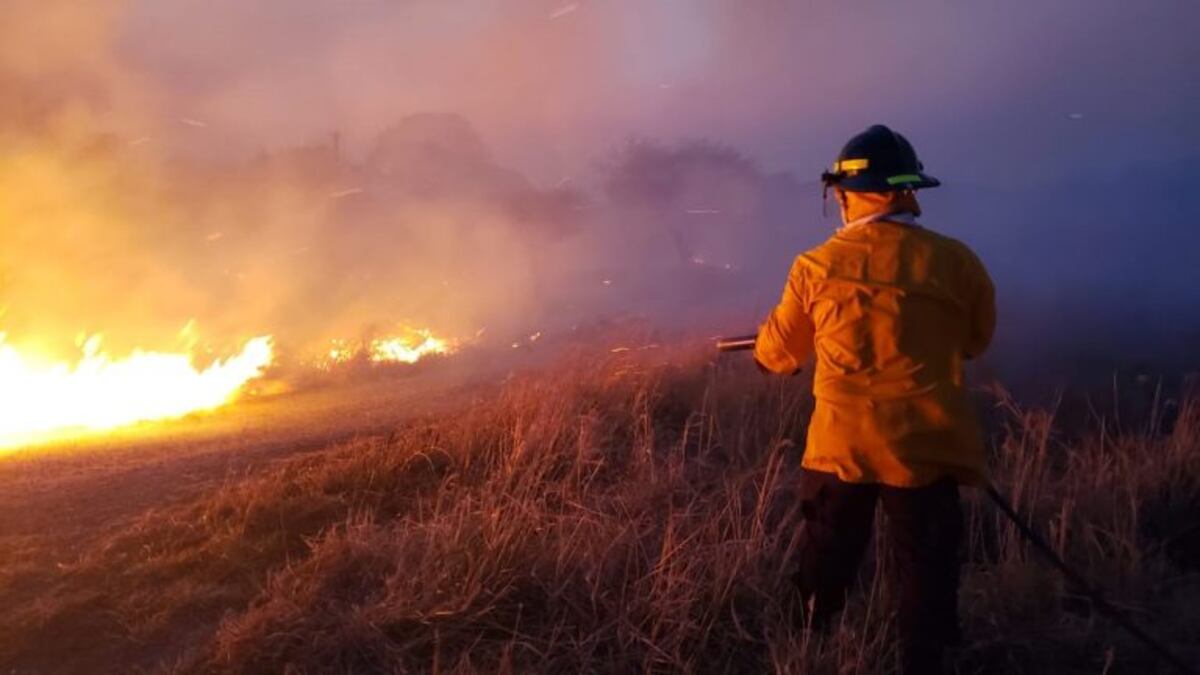 La desgarradora imagen de un animalito intentando escapar del fuego de las islas