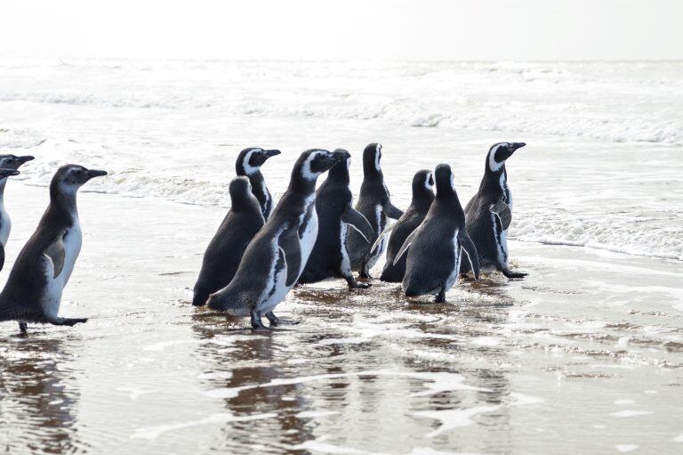 Así fue liberado Pijuí, el pingüino rescatado en una casa de Córdoba, en Santa Rosa de Calamuchita. (Fundación Mundo Marino)