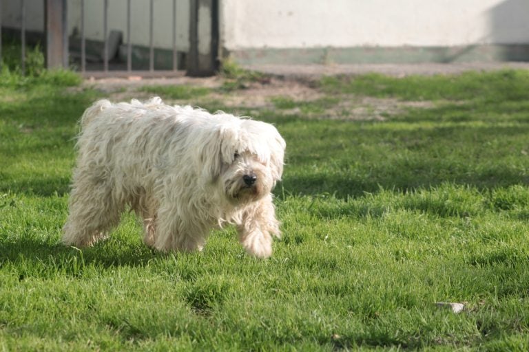 Plazas para mascotas