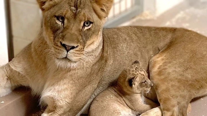 El leoncito recién nacido (Denver Zoo)