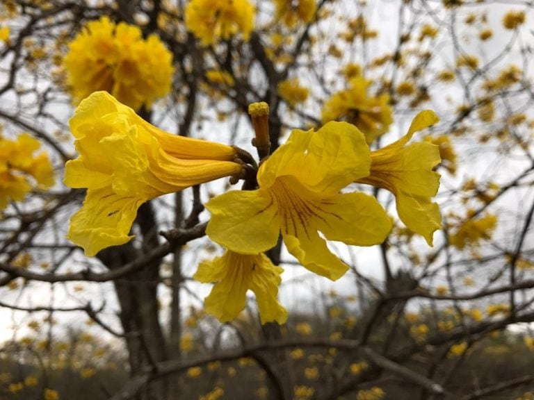 Flor del Guayacán (EFE)