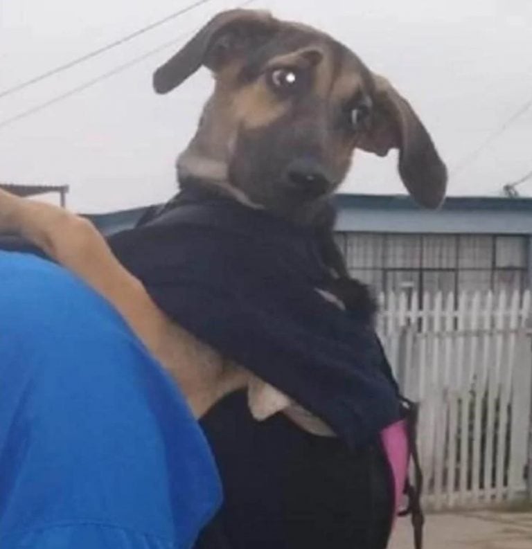 Un proteccionista adoptó a una perrita y ahora trabaja como delivery junto a ella