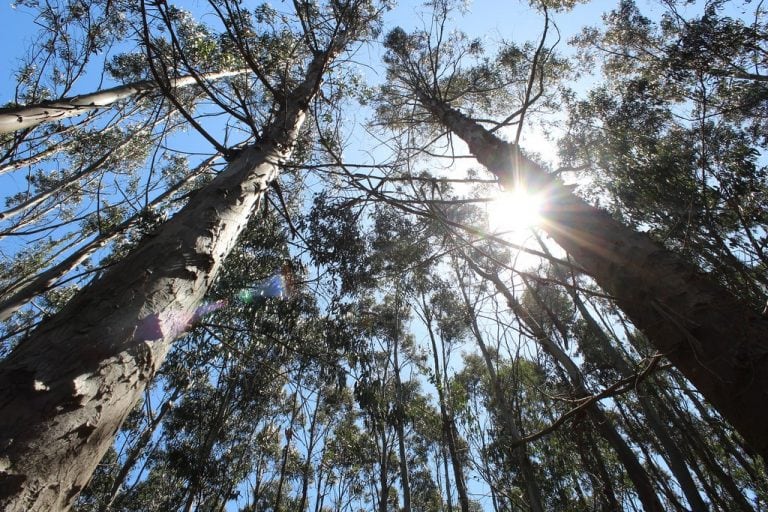 Árbol de Lenga