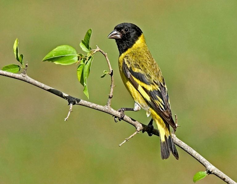 Las 15 aves más traficadas en Córdoba durante 2017.