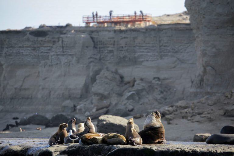 Lobos marinos en Chubut.