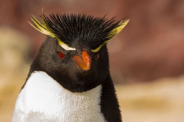 Pingüino Penacho Amarillo, Puerto Deseado, Santa Cruz.