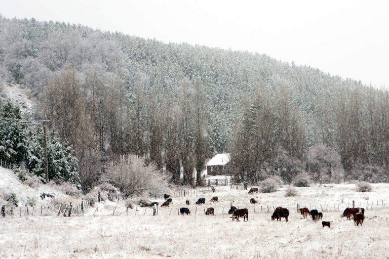 Nevada en San Martín de los Andes. 