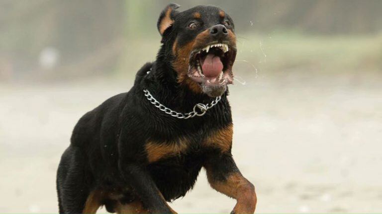 Los perro Rottweiler en algunos países son catalogados como razas peligrosas.