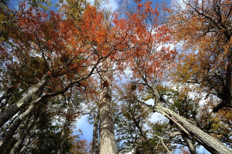 Bosque nativo fueguino