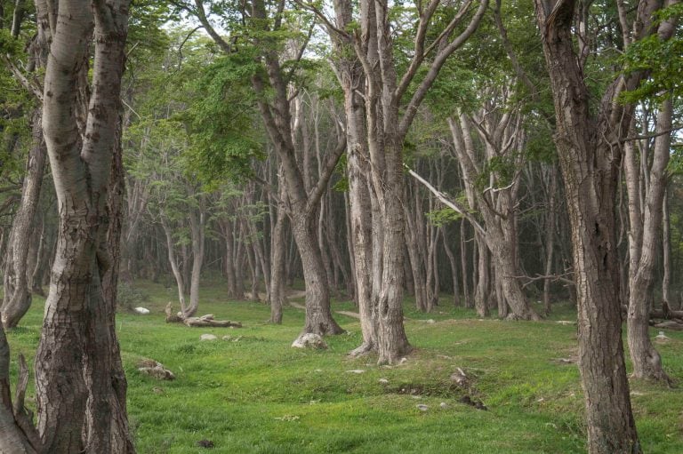 Bosque Nativo Ushuaia - Reserva Natural