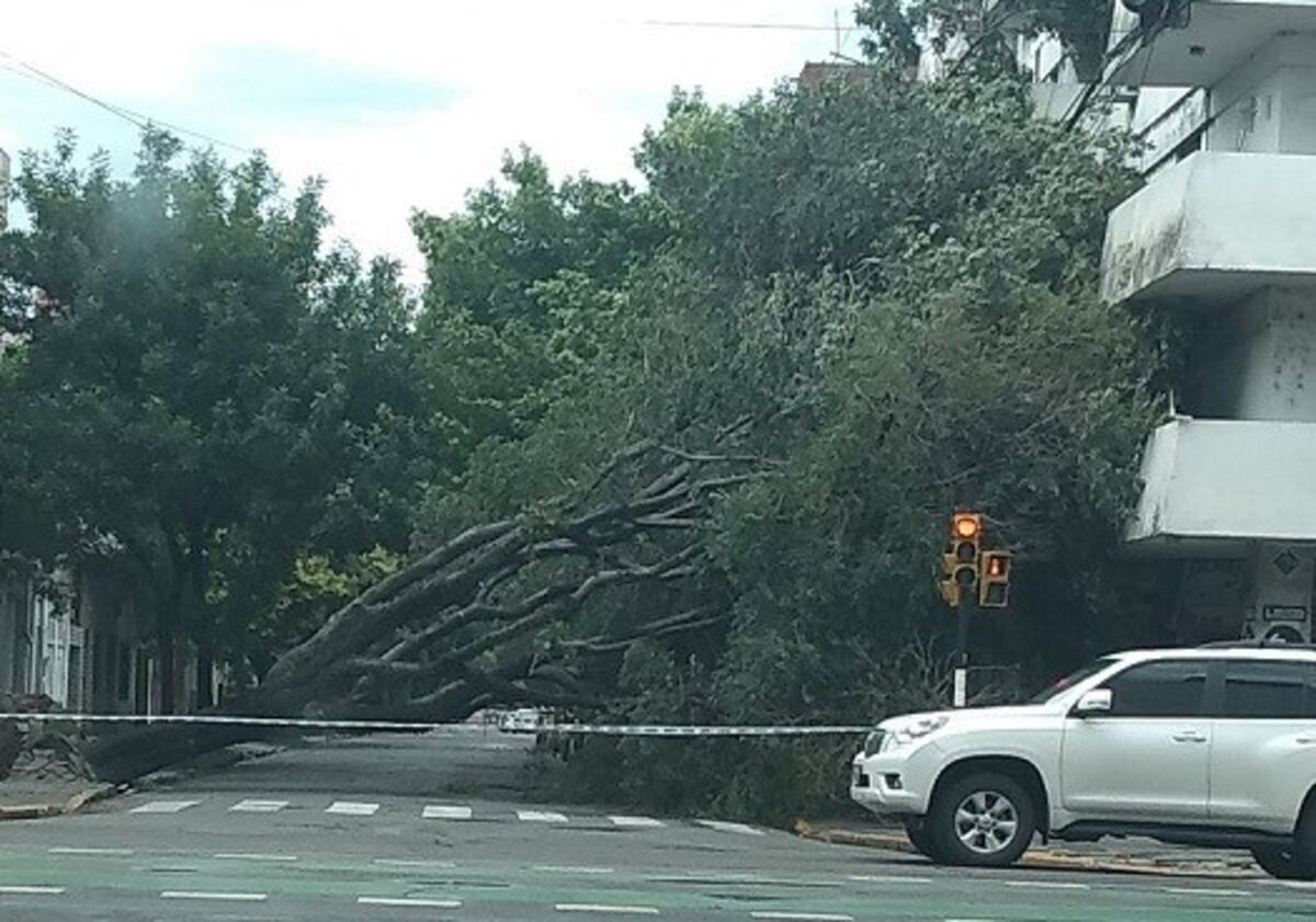 Cortes de luz, calles anegadas, árboles caídos y hasta daños en colectividades por la tormenta
