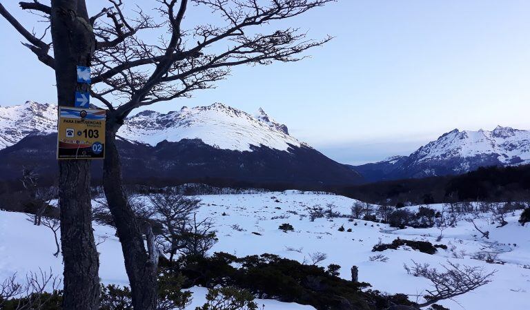 Marcas de árbol y cartel de emergencia