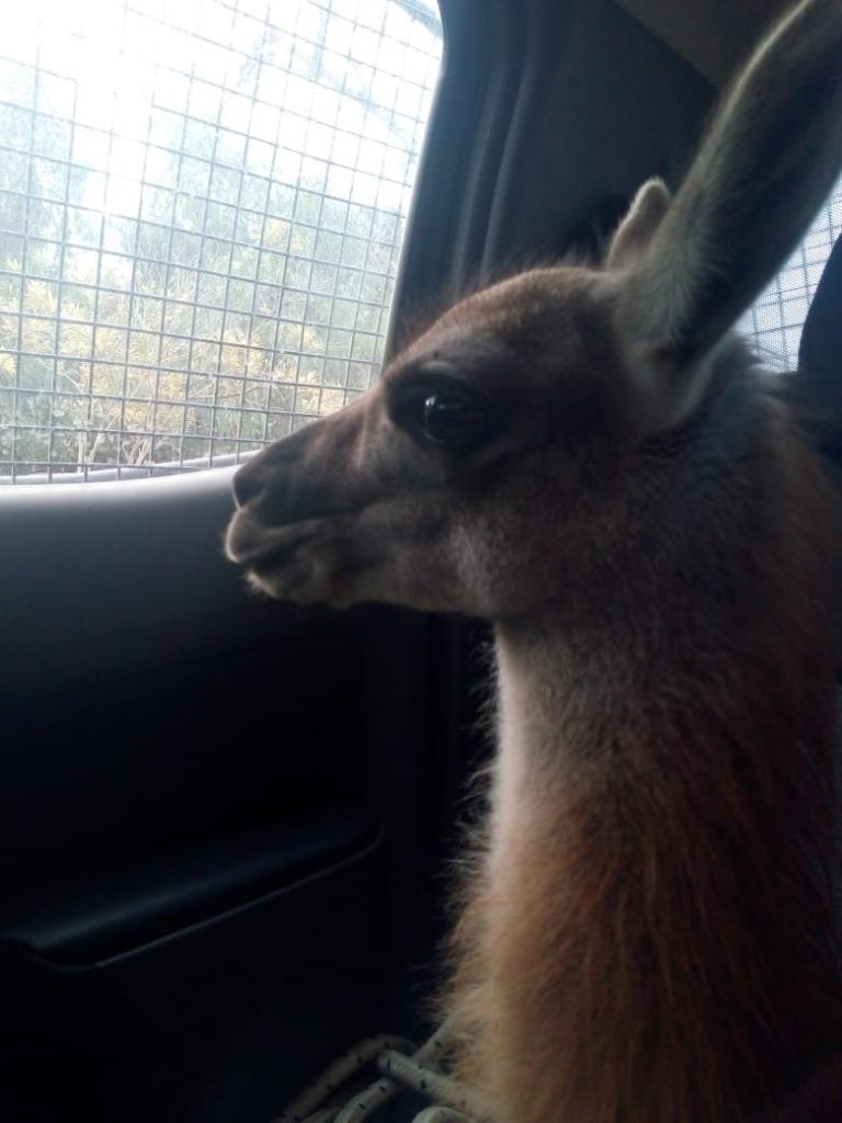 El guanaco rescatado tiene cuatro meses.