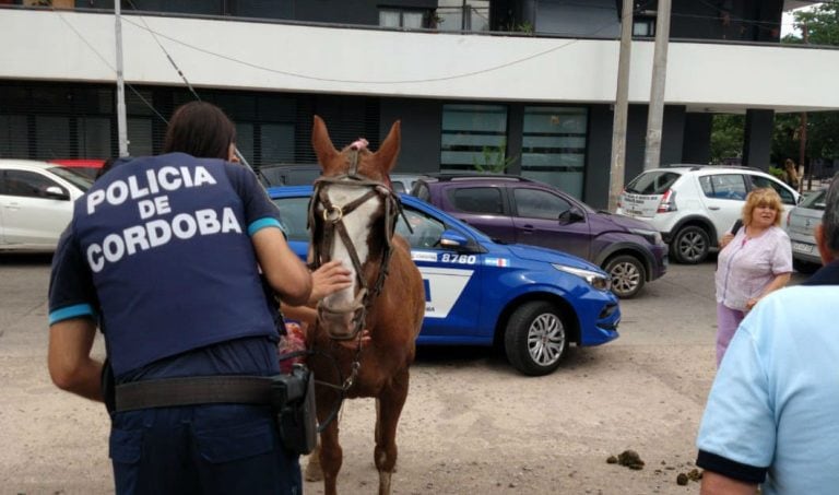 Días atrás, Sin Estribos y vecinos de barrio Alto Alberdi denunciaron maltrato a una yegua por parte de carreros.