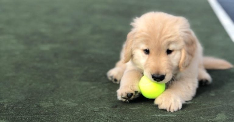 El ATP de Córdoba será dog friendly