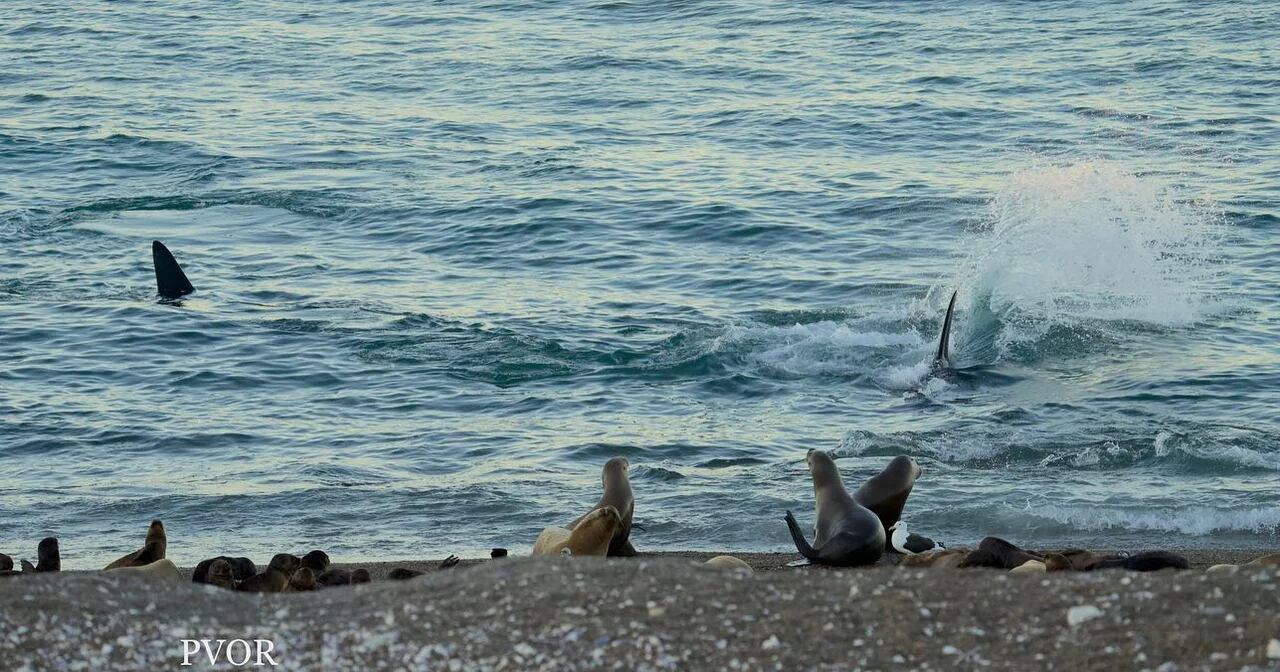 Comenzó la temporada de Orcas en Chubut.