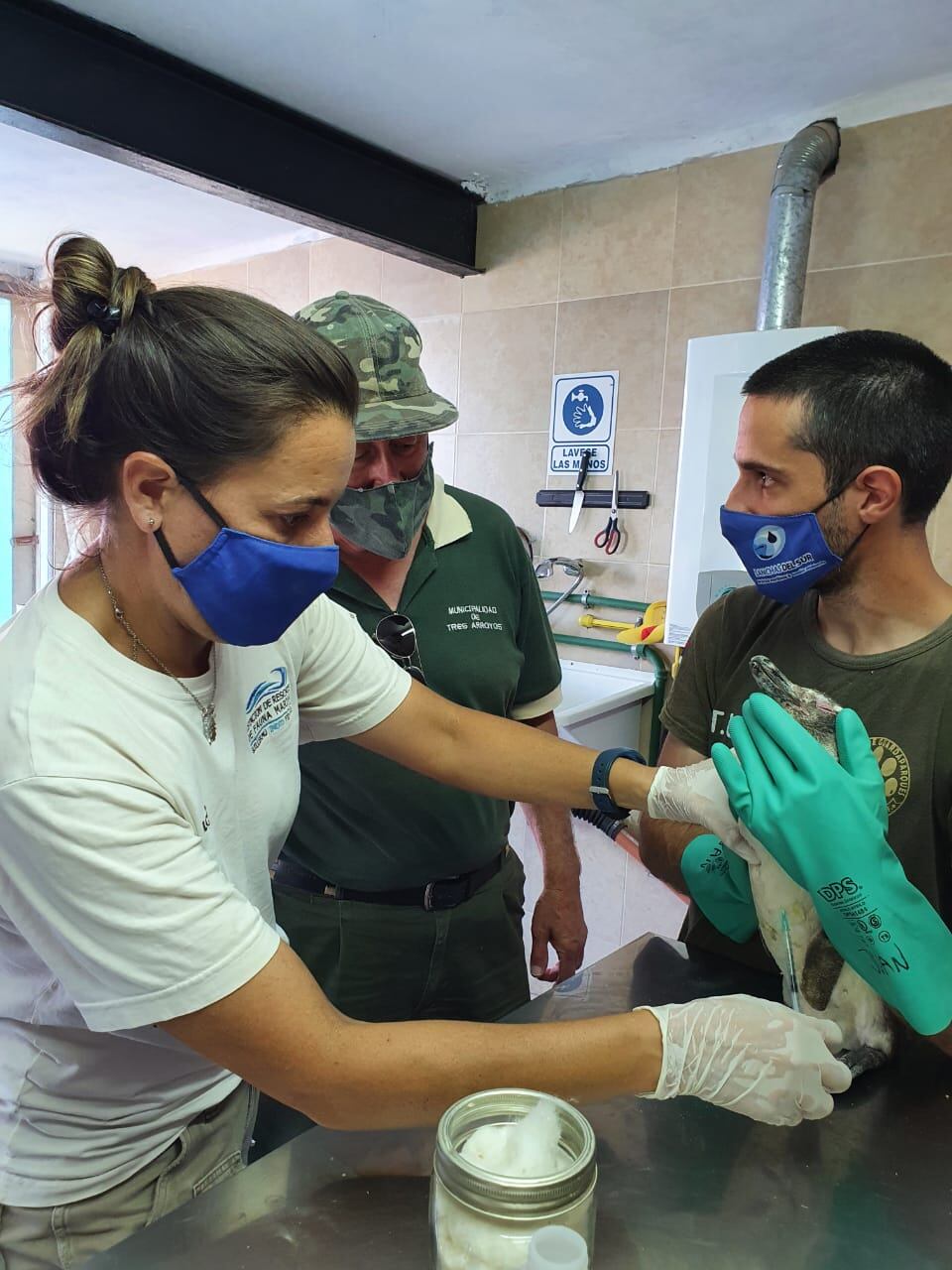 Trasladan hacia Bahía Blanca Pingüinos varados en Claromecó