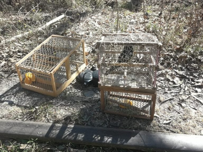 Devolvieron a su hábitat natural aves provenientes del tráfico. (Policía de Salta)