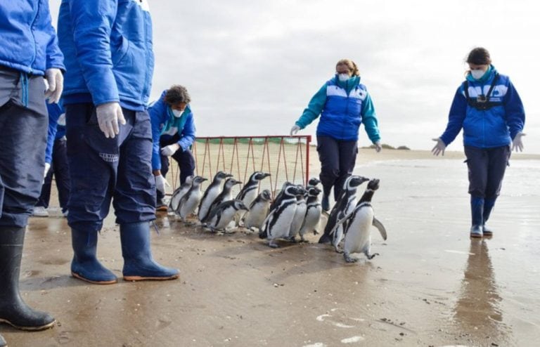 Pijuí, el pingüino que fue recuperado en Córdoba y que esta semana de mayo volvió al mar. (Foto Fundación Mundo Marino)