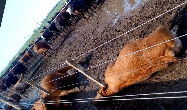 Unos 16  novillos murieron en Río Cuarto como consecuencia de la caída de un rayo. (LV 16 Radio Río Cuarto)