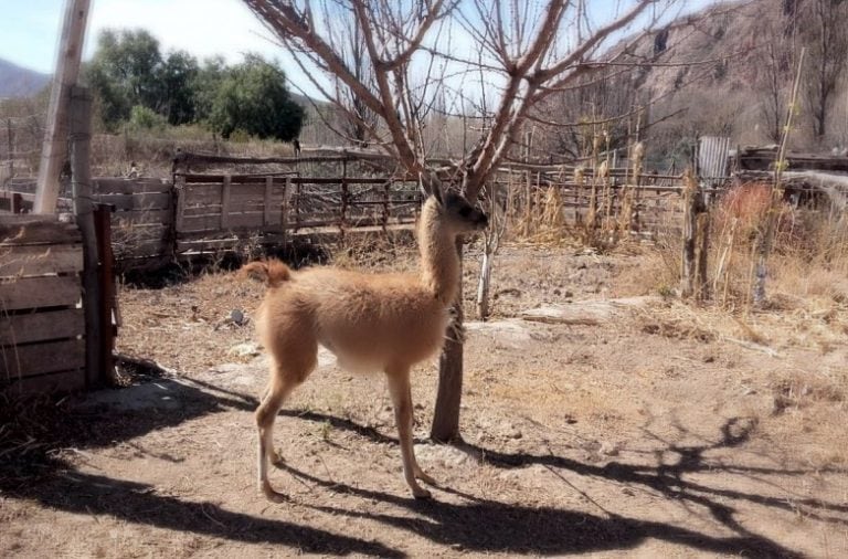 El guanaco estaba en el fondo de una casa en Divisadero.