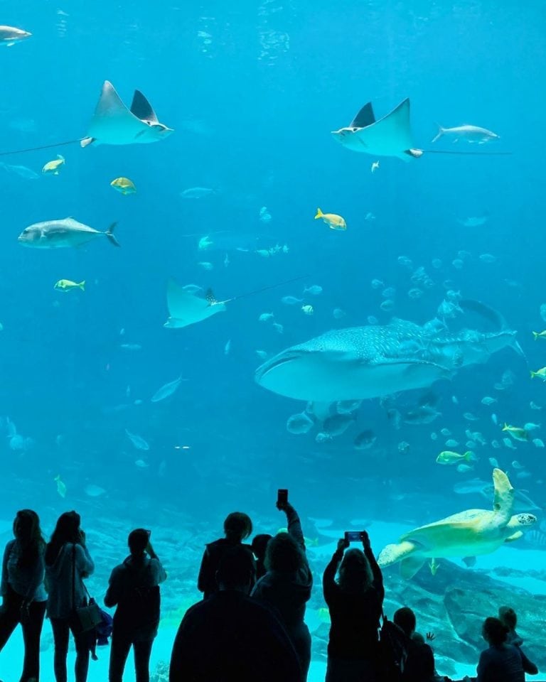 Eva de Dominici recibió fuertes críticas por haber fotografiado a su hijo en un acuario