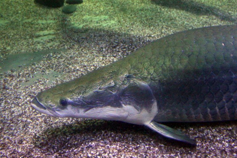 Pirarucú, el pez gigante de la Amazonía.