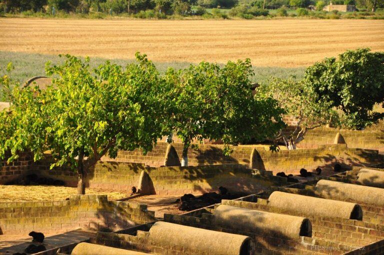 Criadero de nutrias