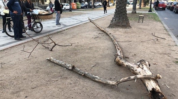 Auto que sufrió daños por la caída de una rama. (Euge Iermoli)