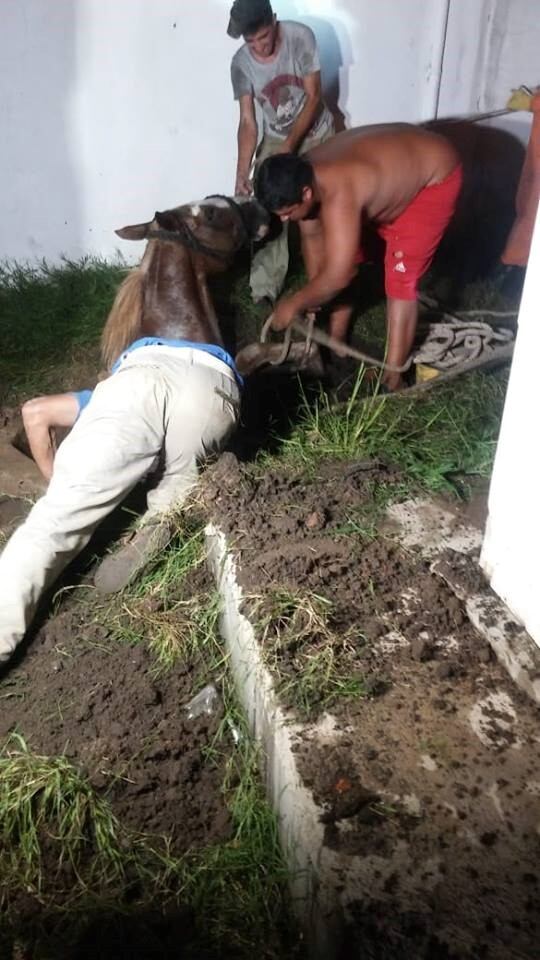 Rescate de caballo Bomberos Voluntarios de Arroyito