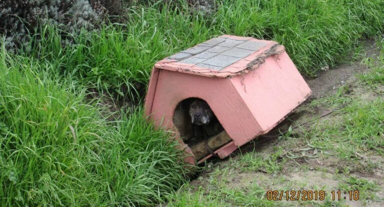 El perro tiene nueve años y se llama Pebbles.