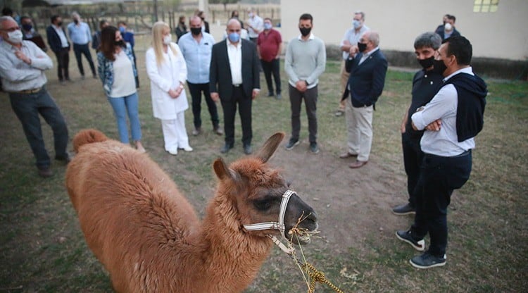 Lolo: la llama macho que podría jugar un rol clave en el tratamiento de pacientes con coronavirus.