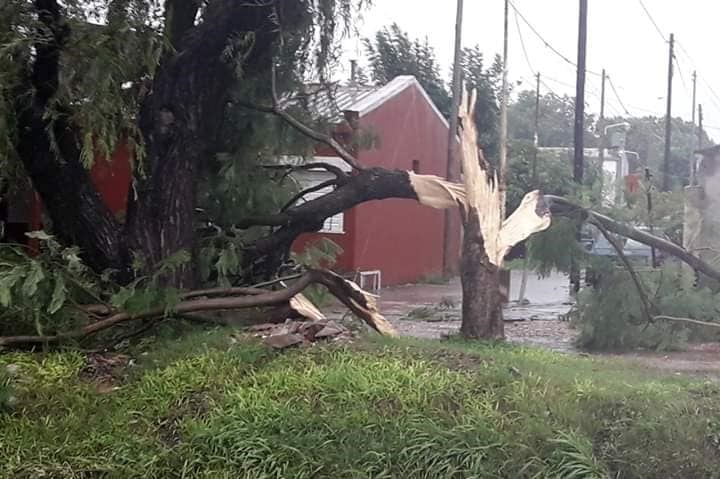 90 árboles fueron arrancados de cuajo por vientos de entre 90 y 100 km por hora.