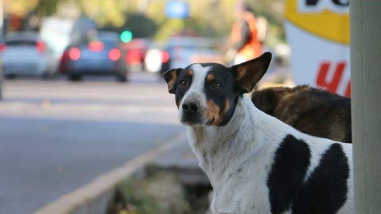 Adopción responsable de mascotas.