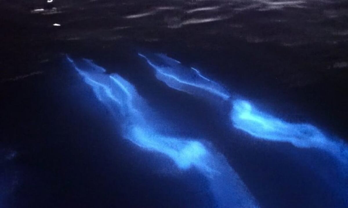 ¿Por qué brillan los delfines del video que se hizo viral en redes sociales?