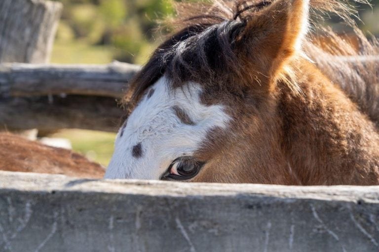 Campaña para chipear Caballos